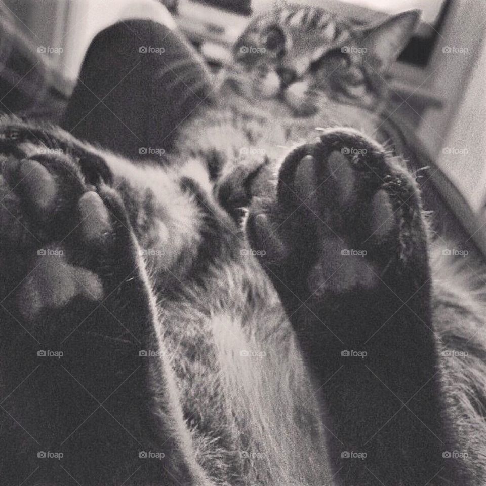 Paw selfie 