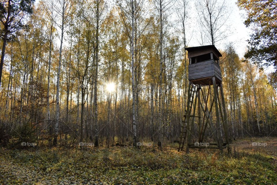 Forest in the autumn rays of the sun
