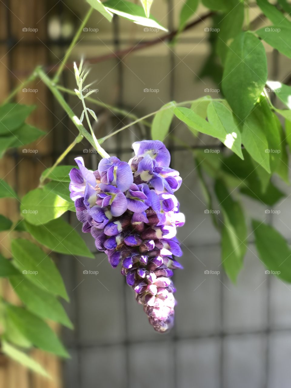 Garden flower