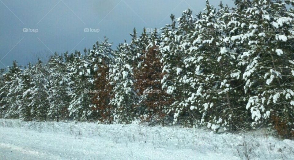 Snow on evergreens