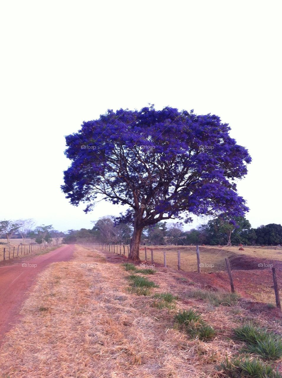 Tree violet
