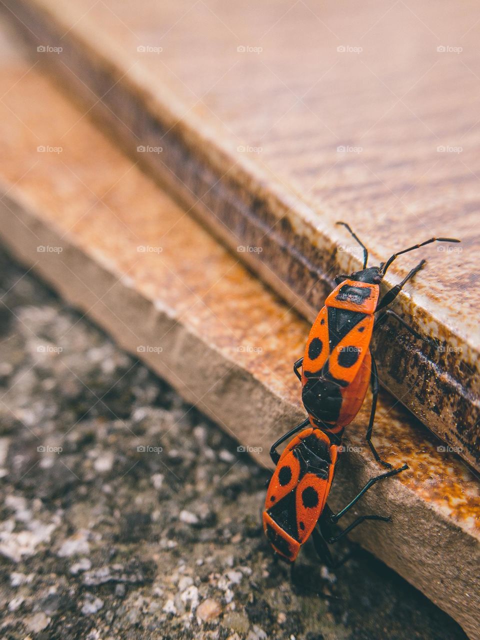 A pair of mating firebugs let no obstacle stand in the way of true love