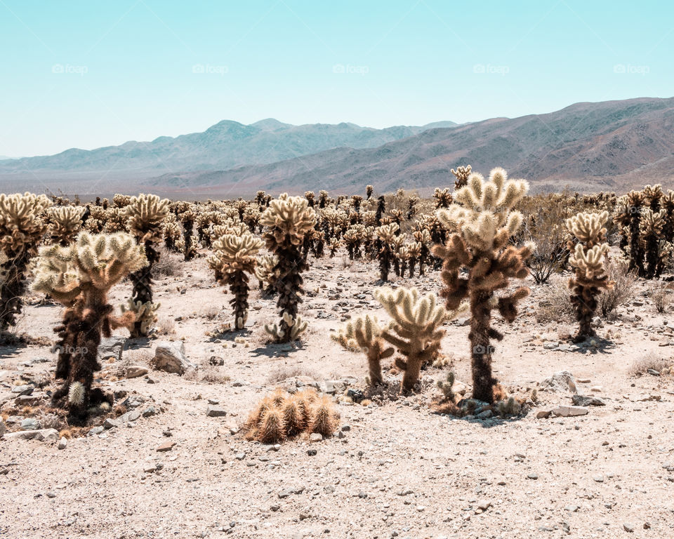 Joshua Tree