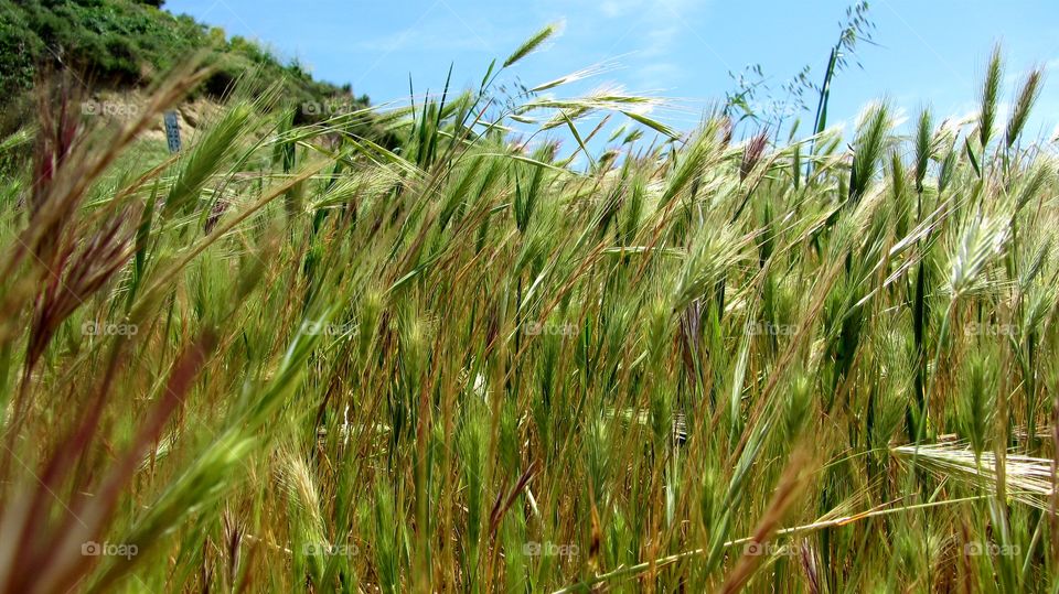 Grass fields