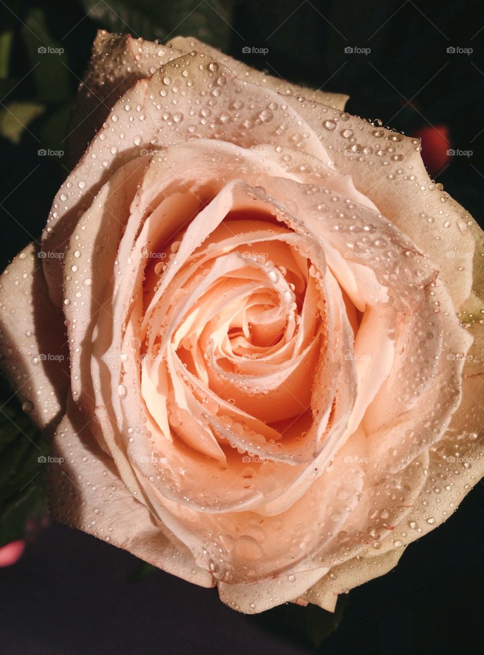 Rare rose covered with dew... 