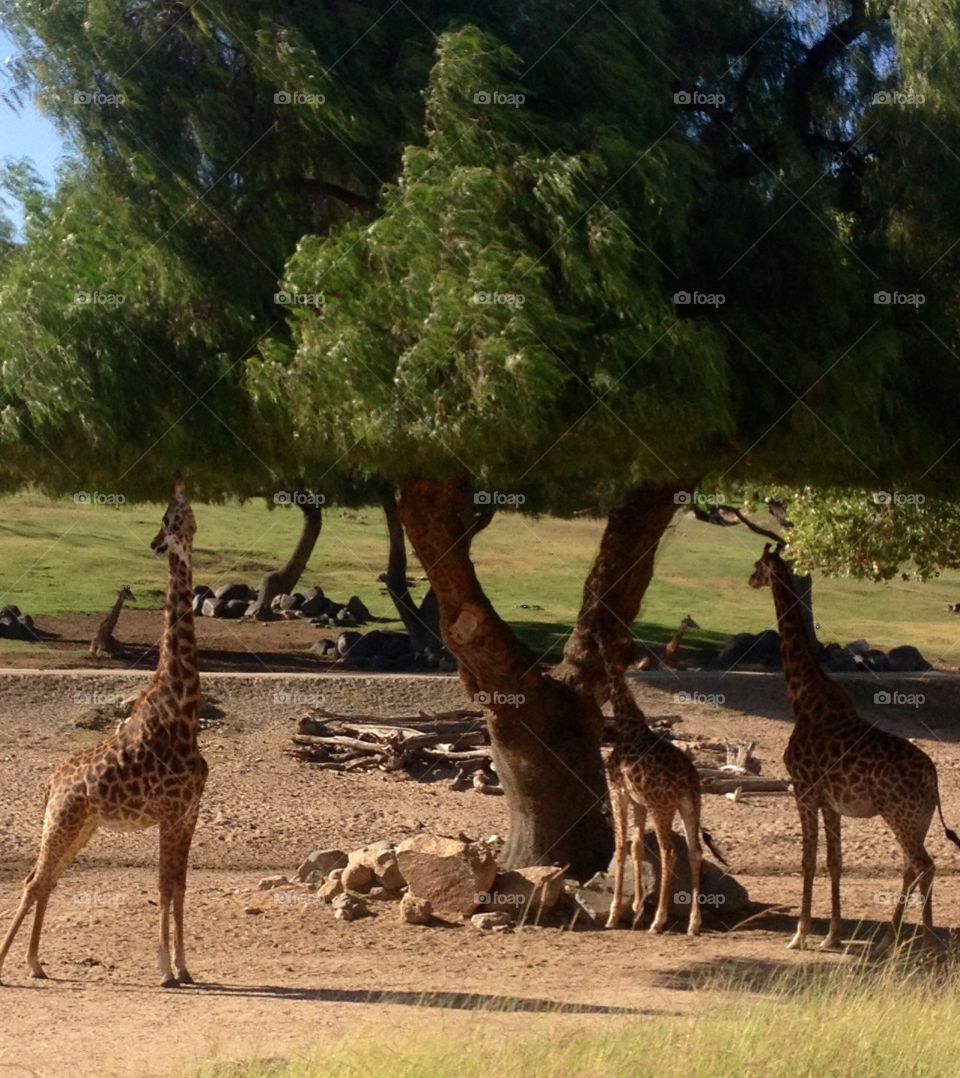 Wild life park. Giraffes