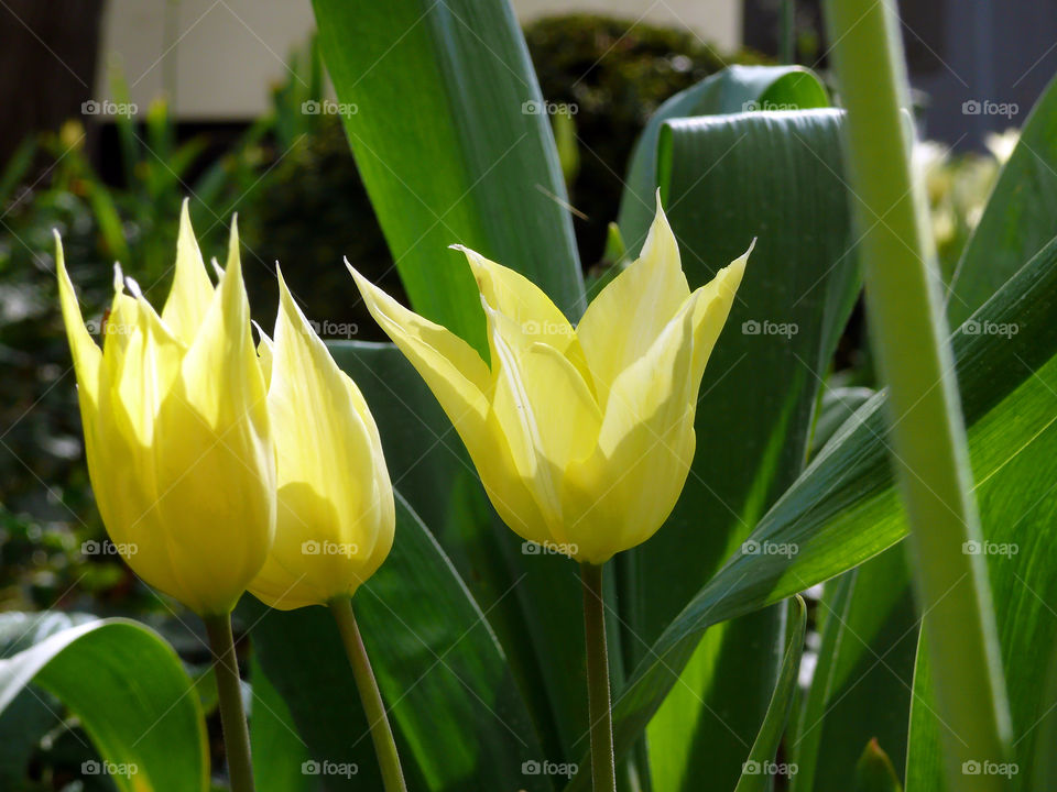 Close-up of yellow tulips against rock in Berlin, Germany.