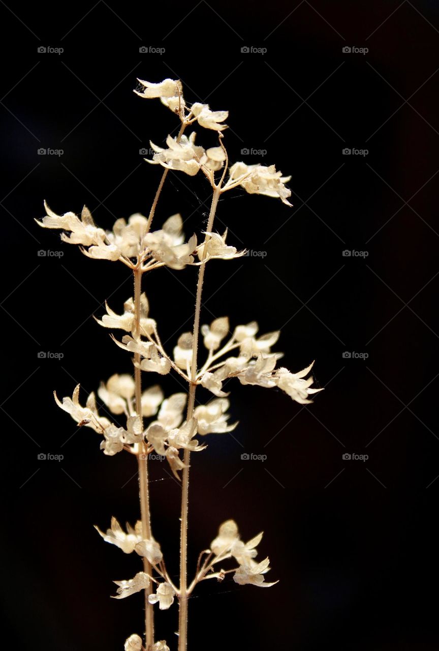 A close up photo of a piece of grass 