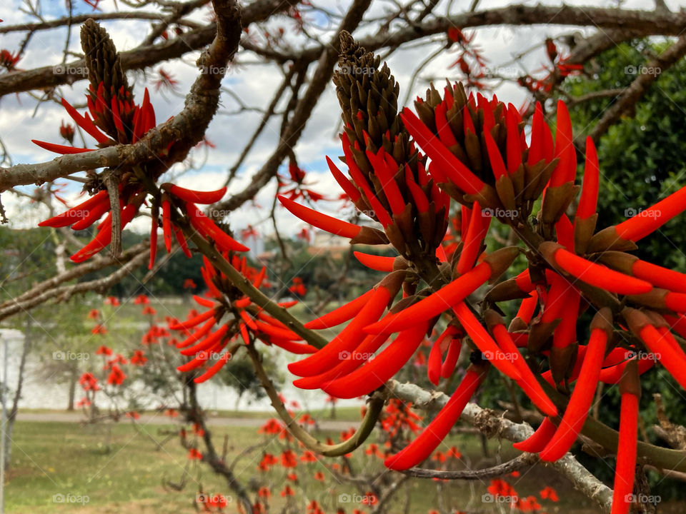 🌹 🇺🇸 Very beautiful flowers to brighten our day.  Live nature and its beauty. Did you like the delicate petals? / 🇧🇷 Flores muito bonitas para alegrar nosso dia. Viva a natureza e sua beleza. Gostaram das pétalas delicadas? 