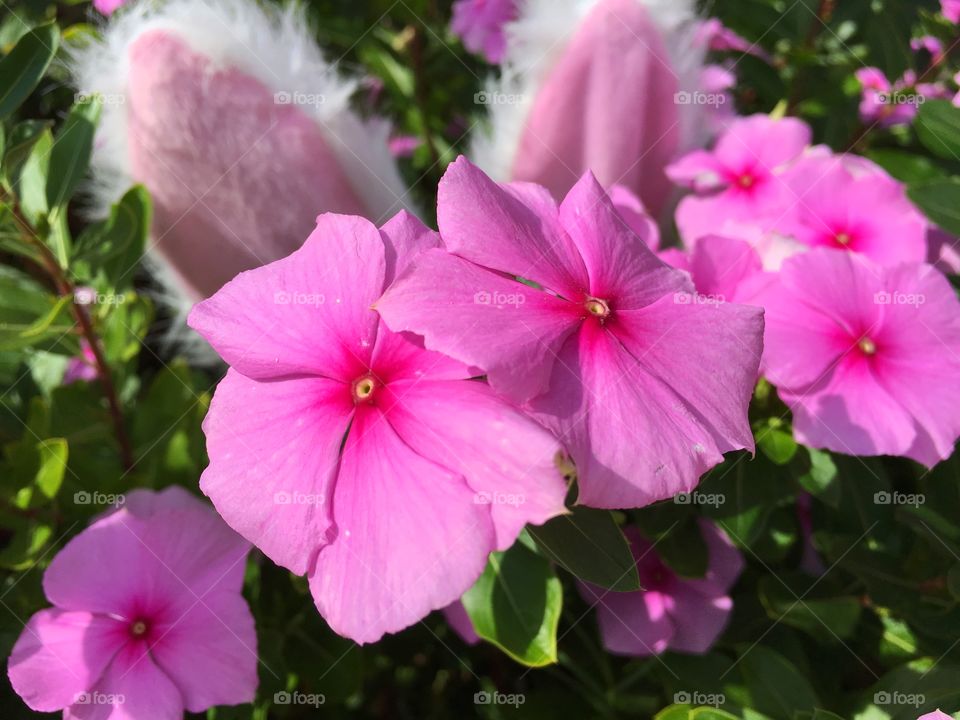 Pink peek-a-boo signs of Spring pink florals and bunny ears Easter 