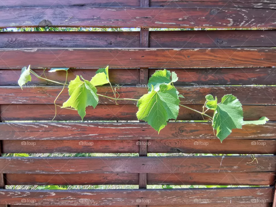 Grapevine