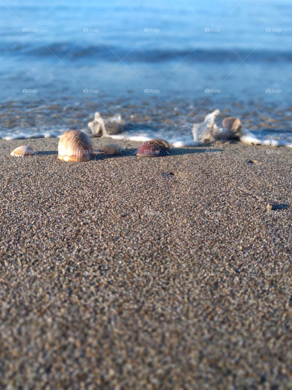 Seashell