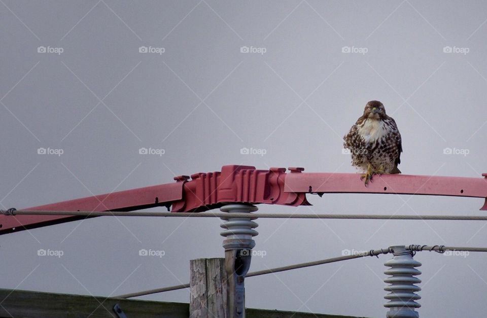 Cooper’s hawk 