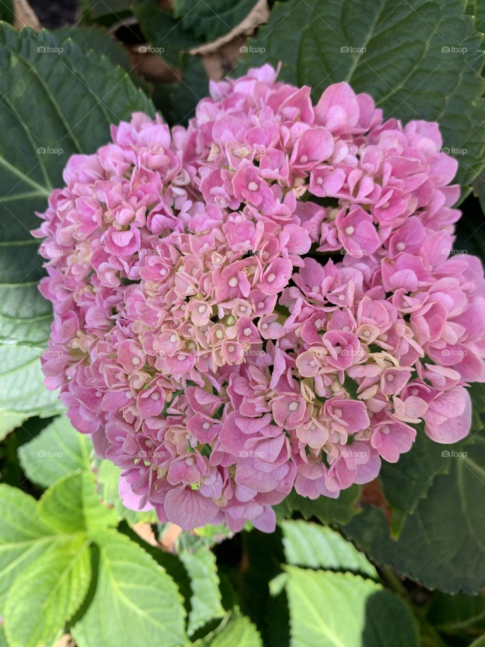 Pink hydrangea