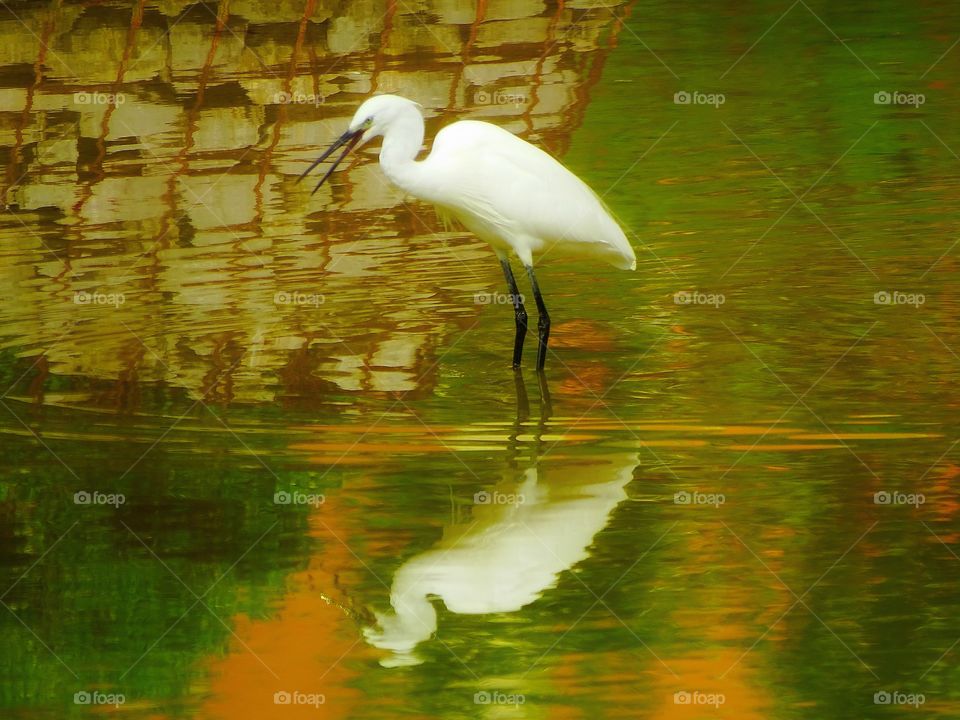 The reflection of the Heron in the lake