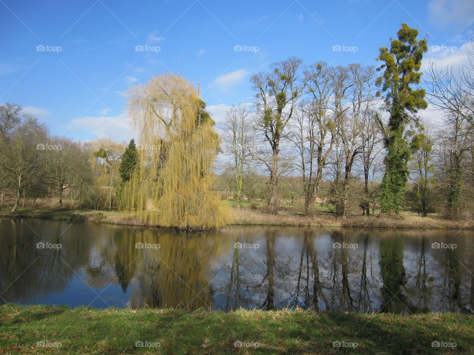 Trees Reflecting On Water