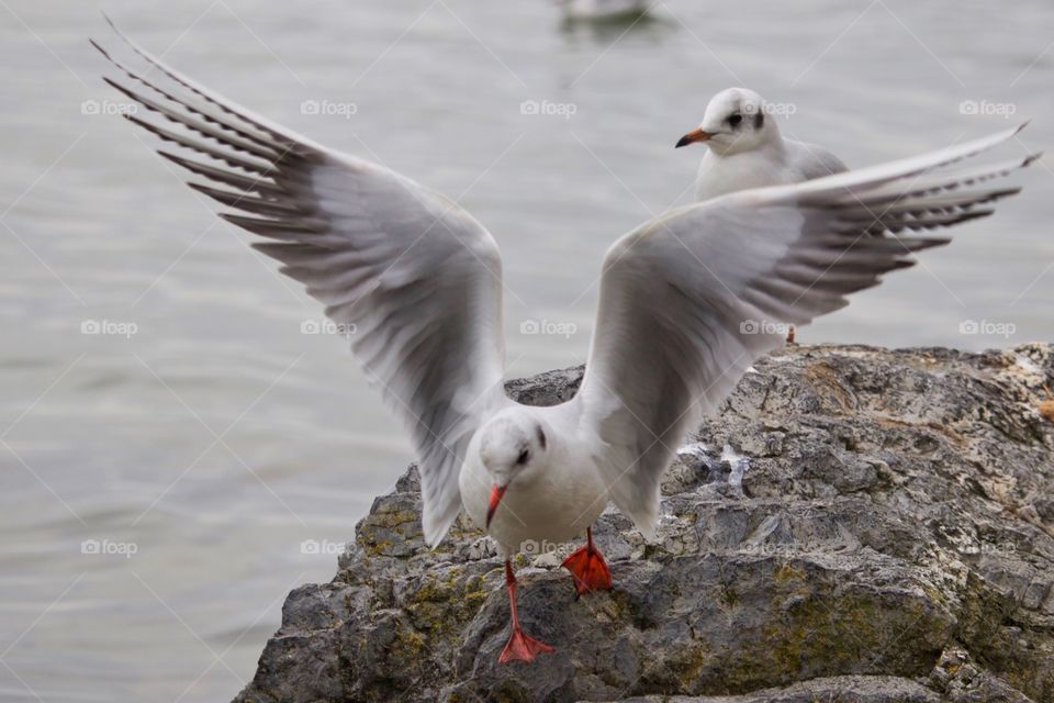 Seagulls on rock