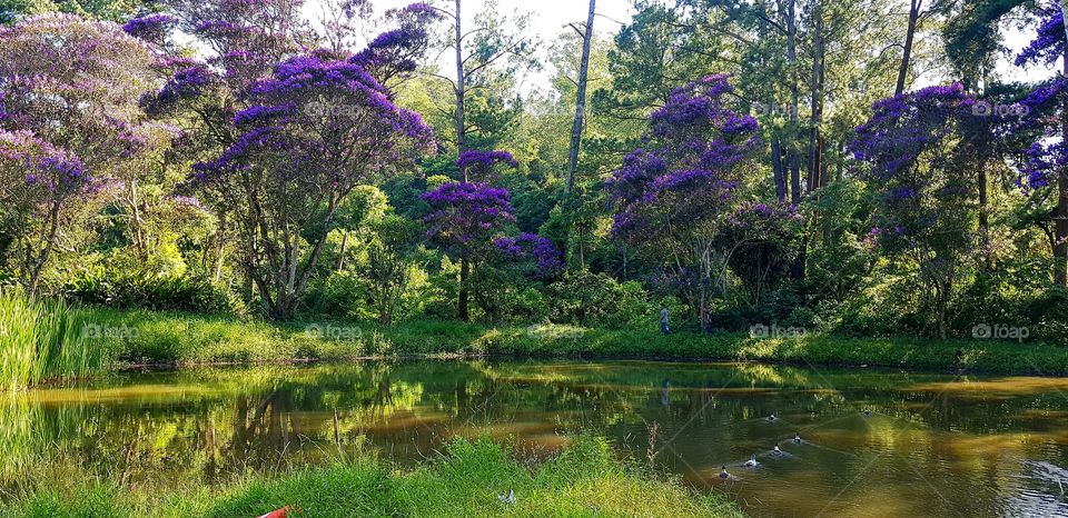Reserva Serra do Japi - Jundiaí - SP