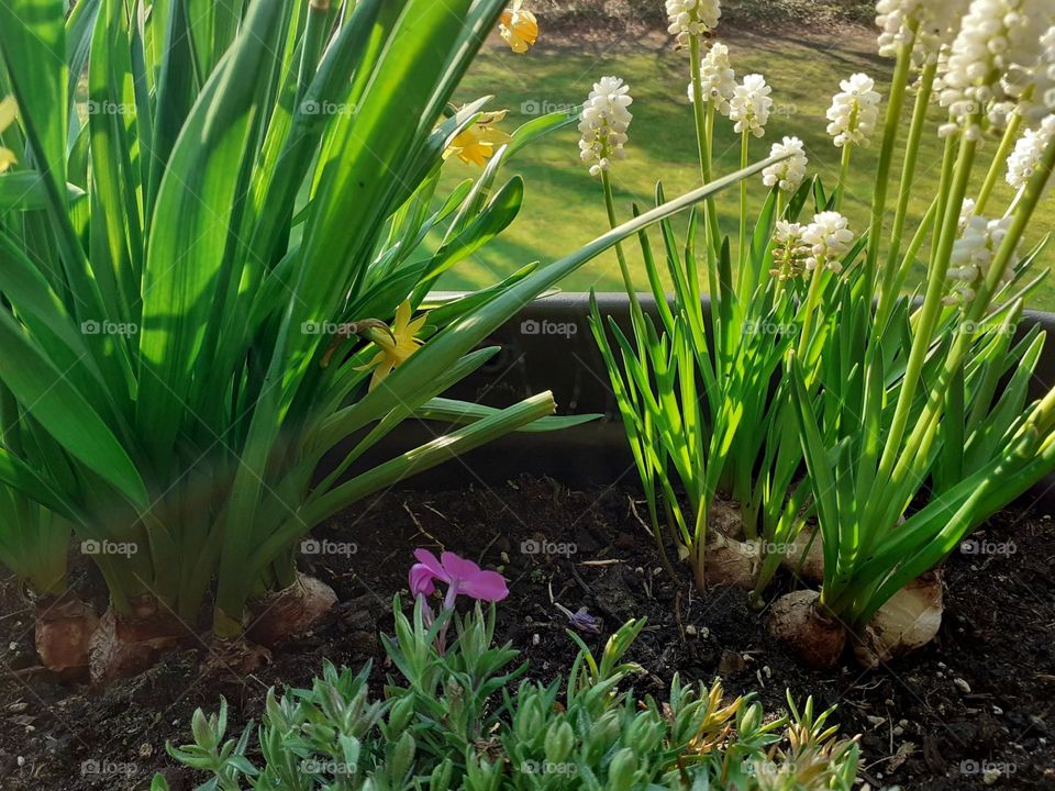 I planted plants on the balcony