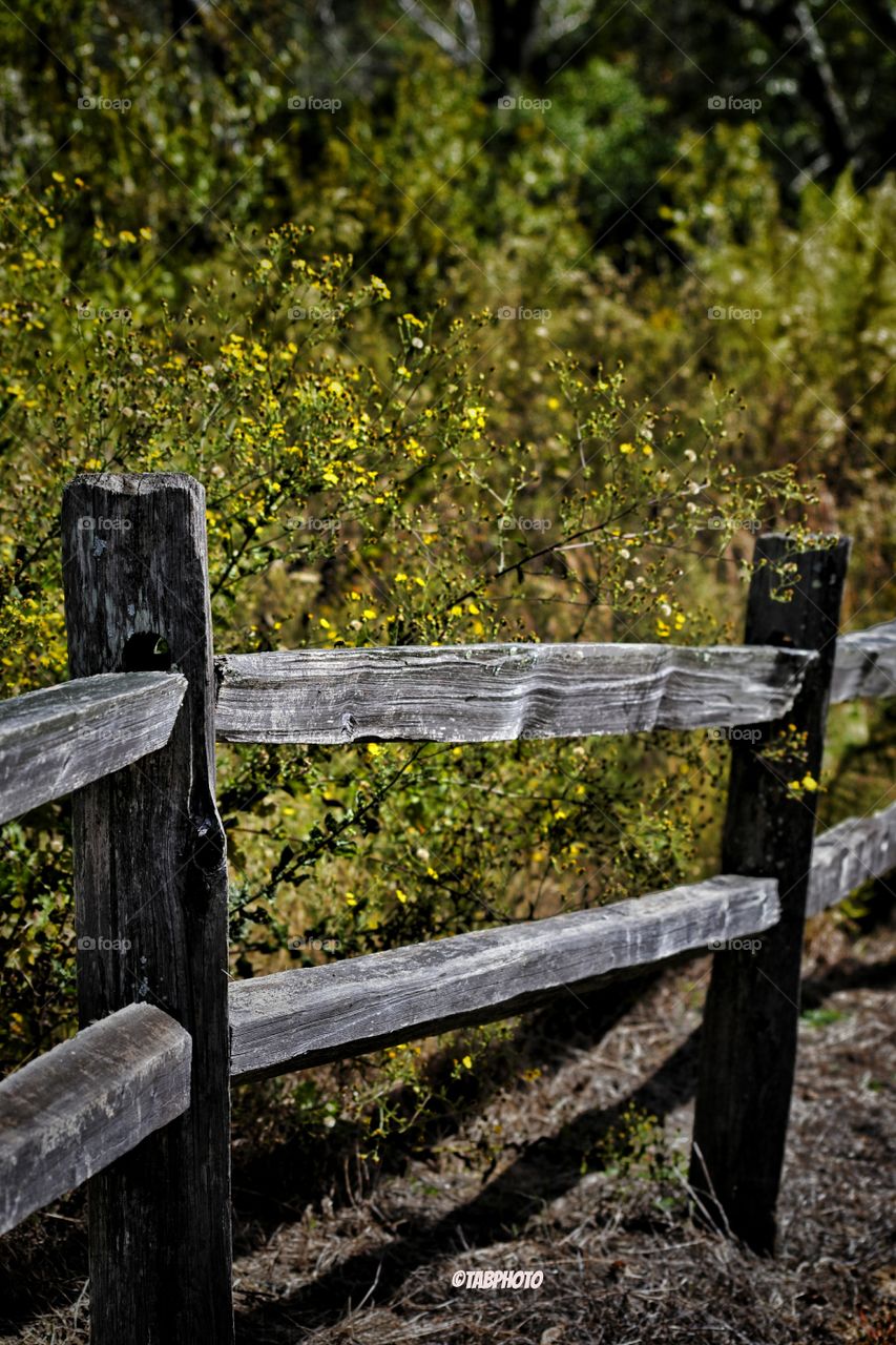 Fence, Wood, Outdoors, No Person, Nature