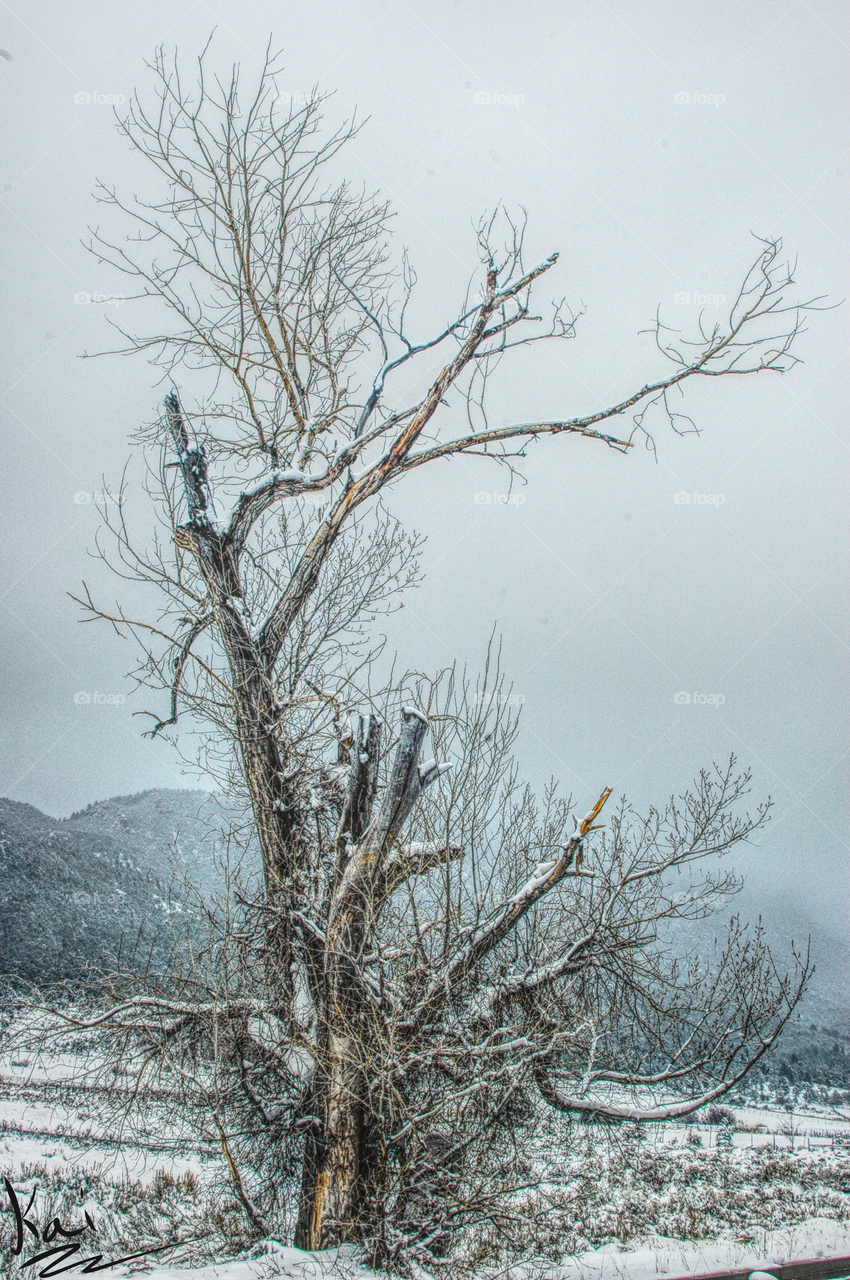 Old snowy tree 
