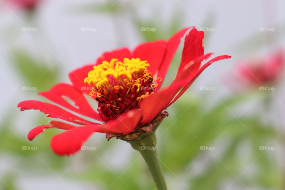 amazing zinnia