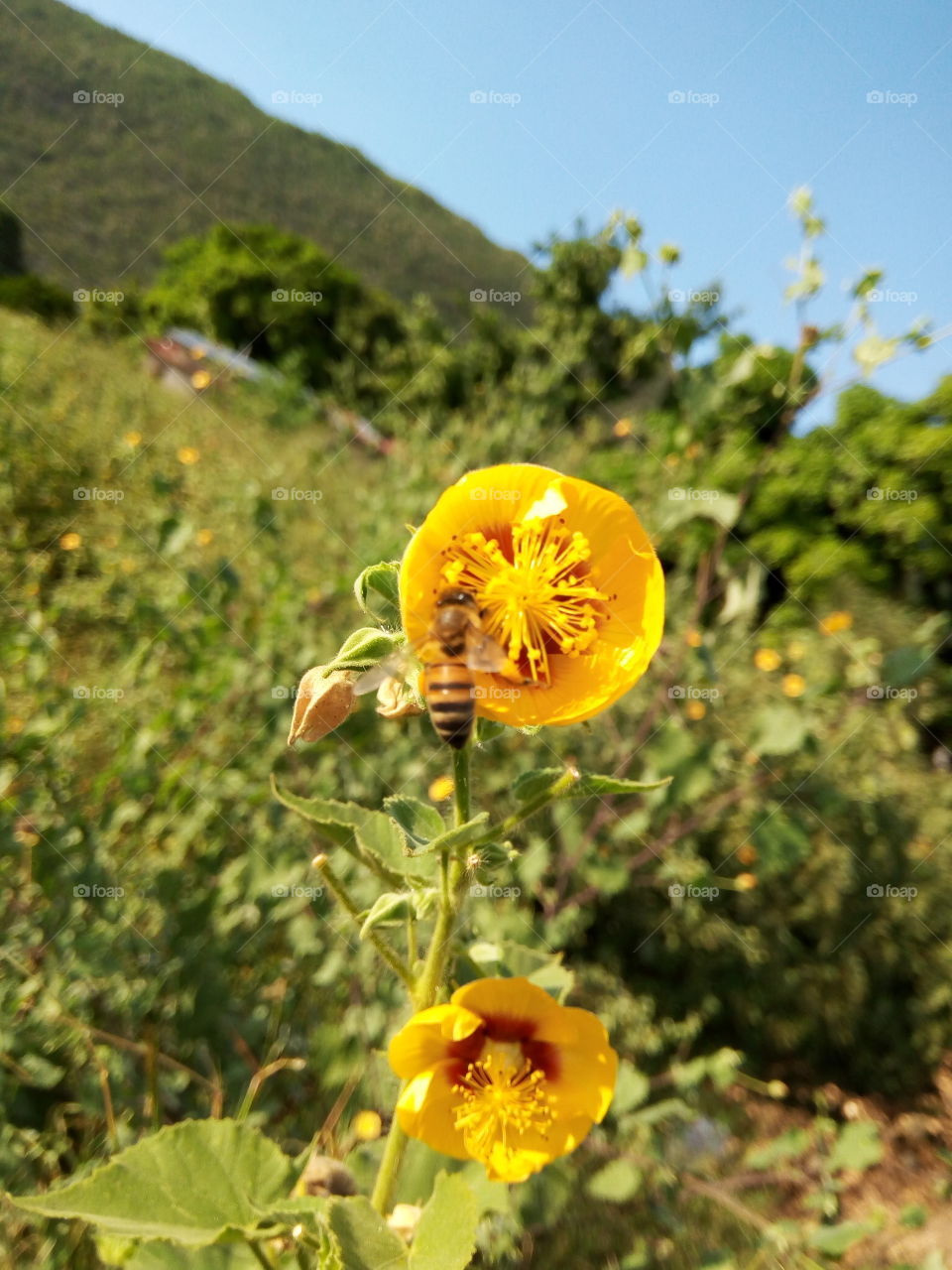 Nature, No Person, Flower, Summer, Outdoors