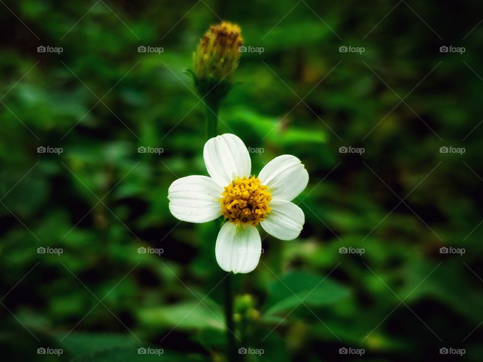 nature flower that looks to sun