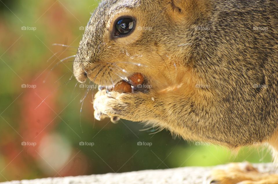 Squirrel holding almond