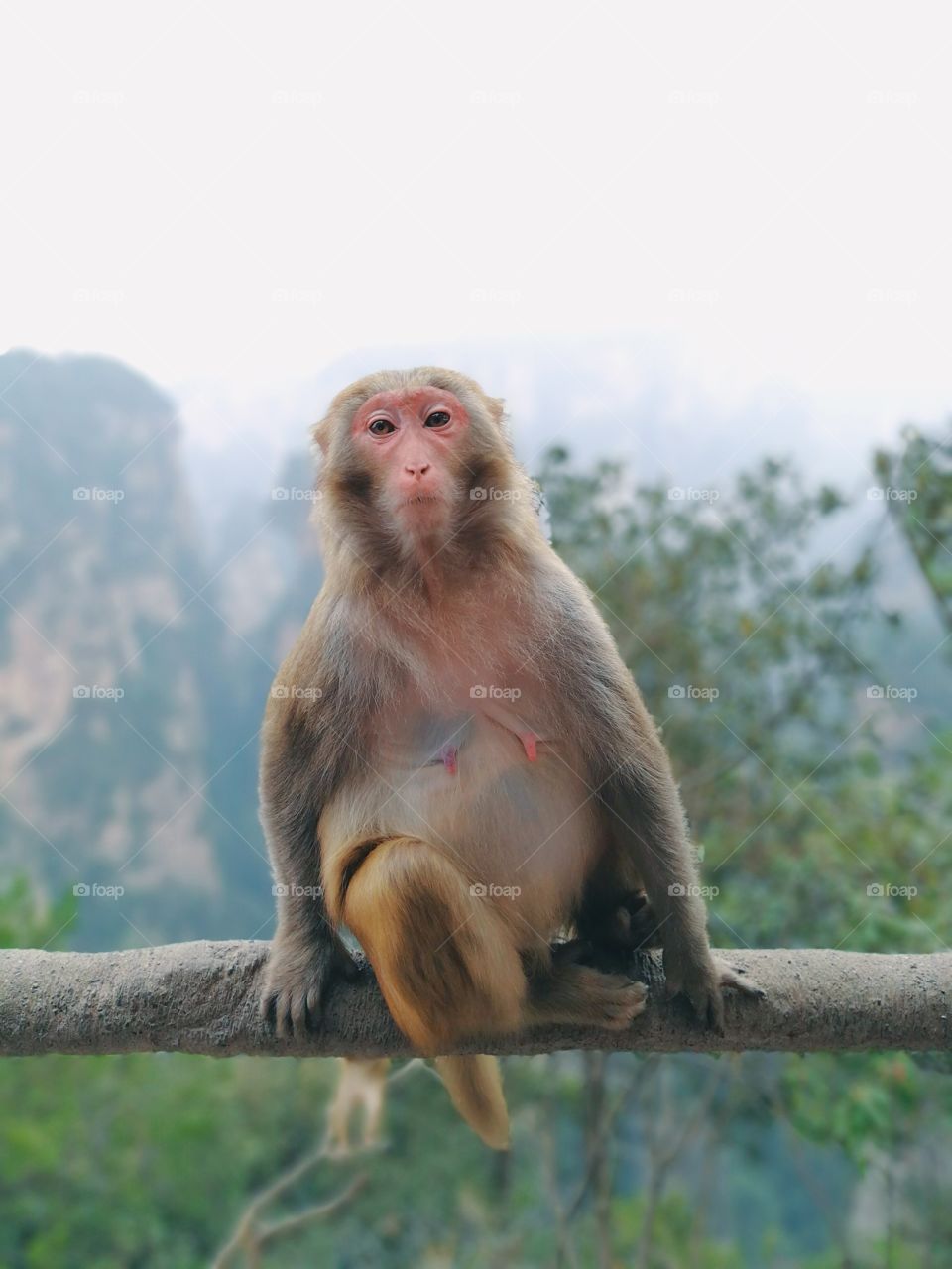 I came across this beautiful Rhesus Macaque, in Zhangjiajie Natural Forest, in the south of China. She seemed so peaceful, and her thoughts seemed to be far away.