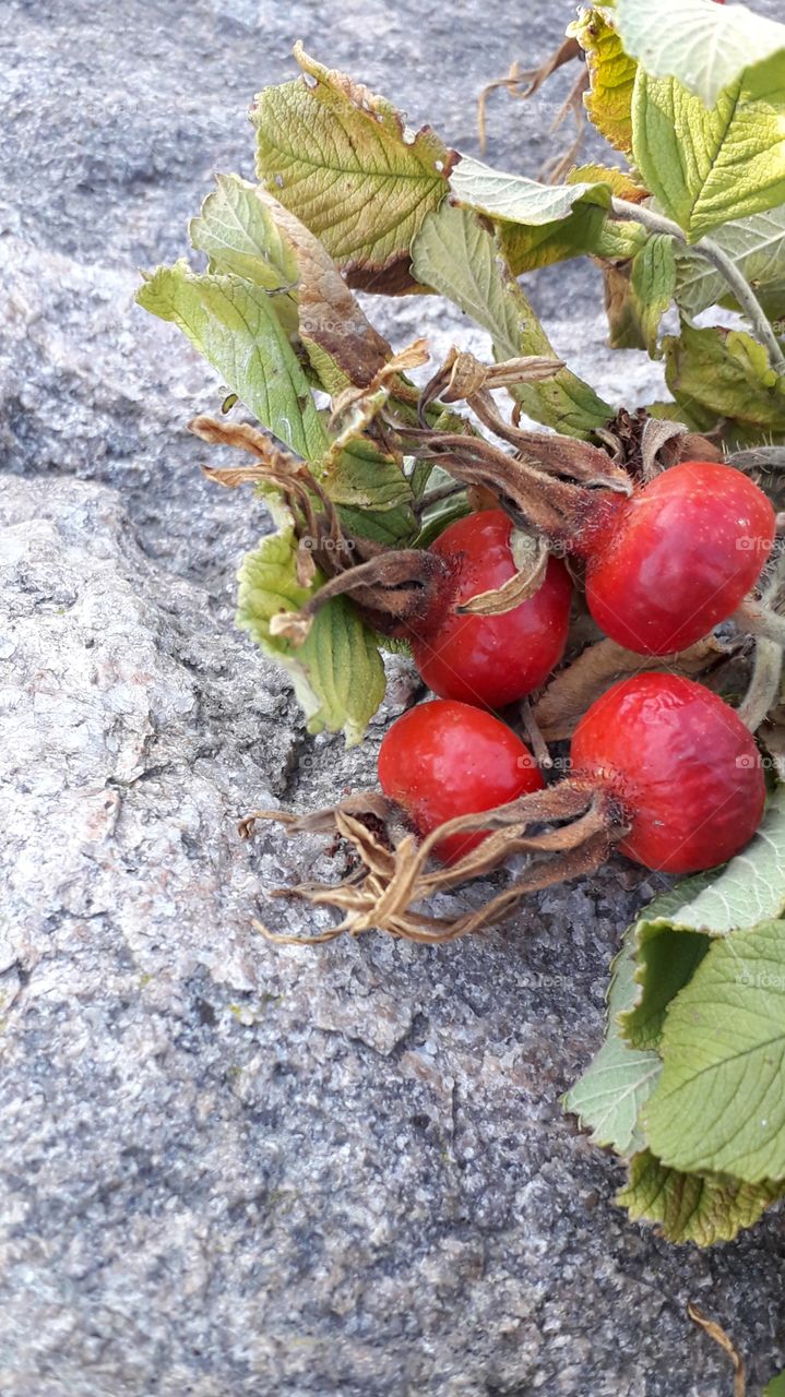 wild rose's fruits and stone