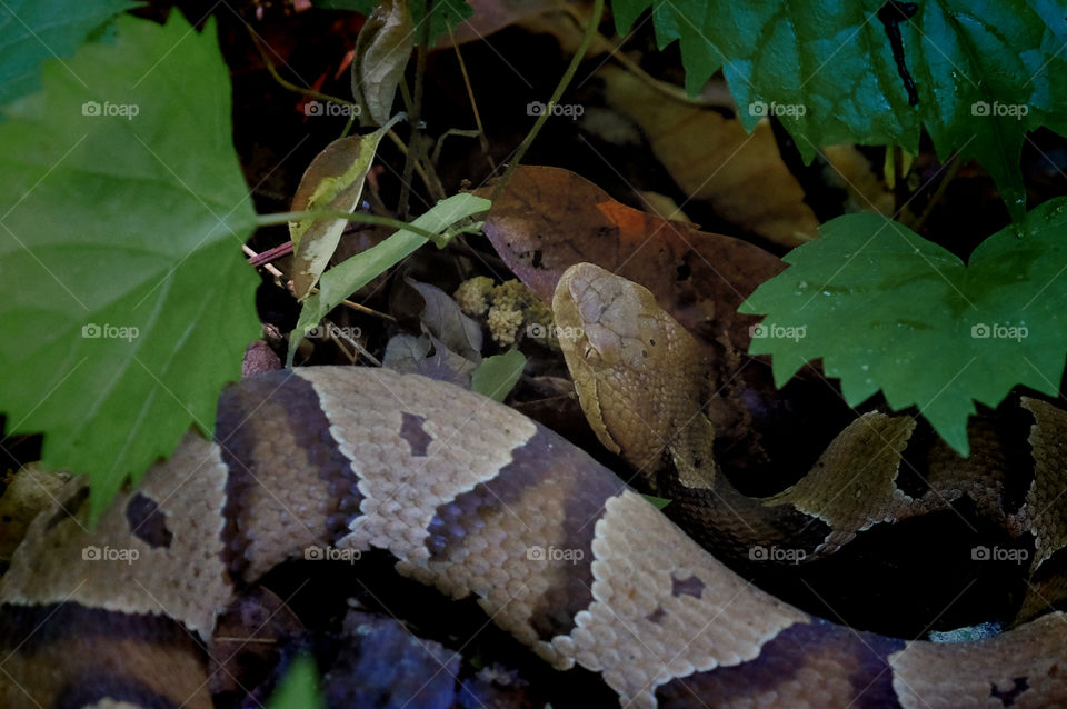 A Copperhead snake hidden in the foliage ready to strike. Yates Mill County Park in Raleigh North Carolina. 