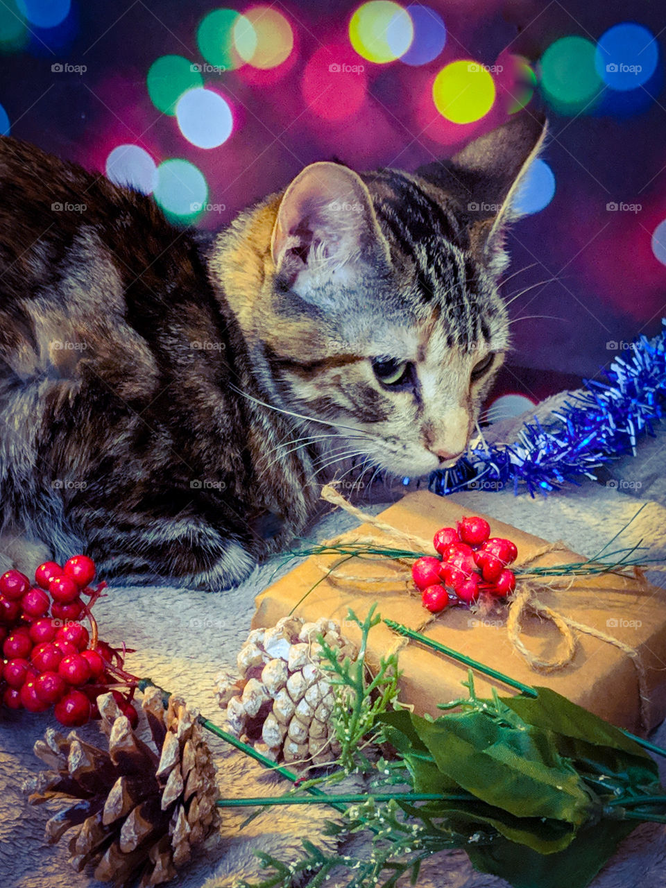 Celebrating Holiday with pets