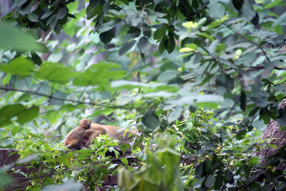 Little monkey with his mother on a brick wall protected by leaves.
