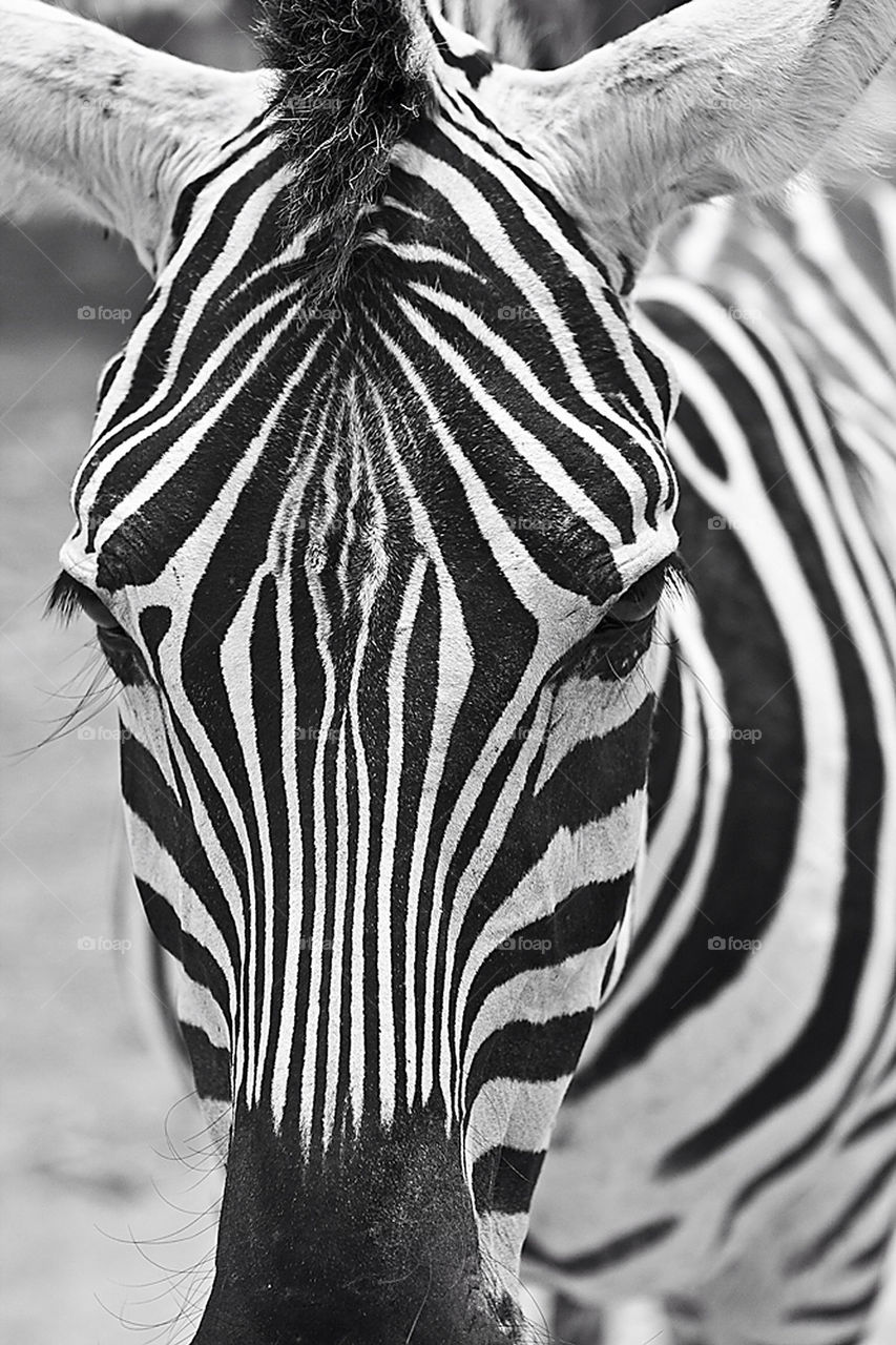 animal mammals wild zebra by moyses-g