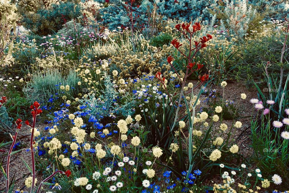 Spring wildflowers in Kings Park, Perth, Western Australia.