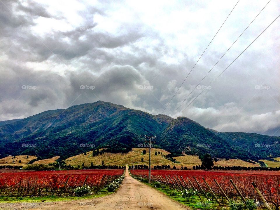 Vineyard in Chile