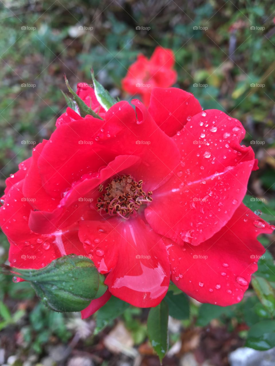 Rainy day on a blooming rose