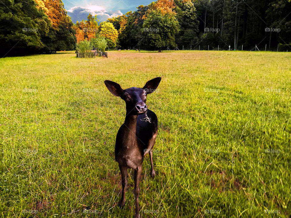 Deer grazing on grass field and looking at camera