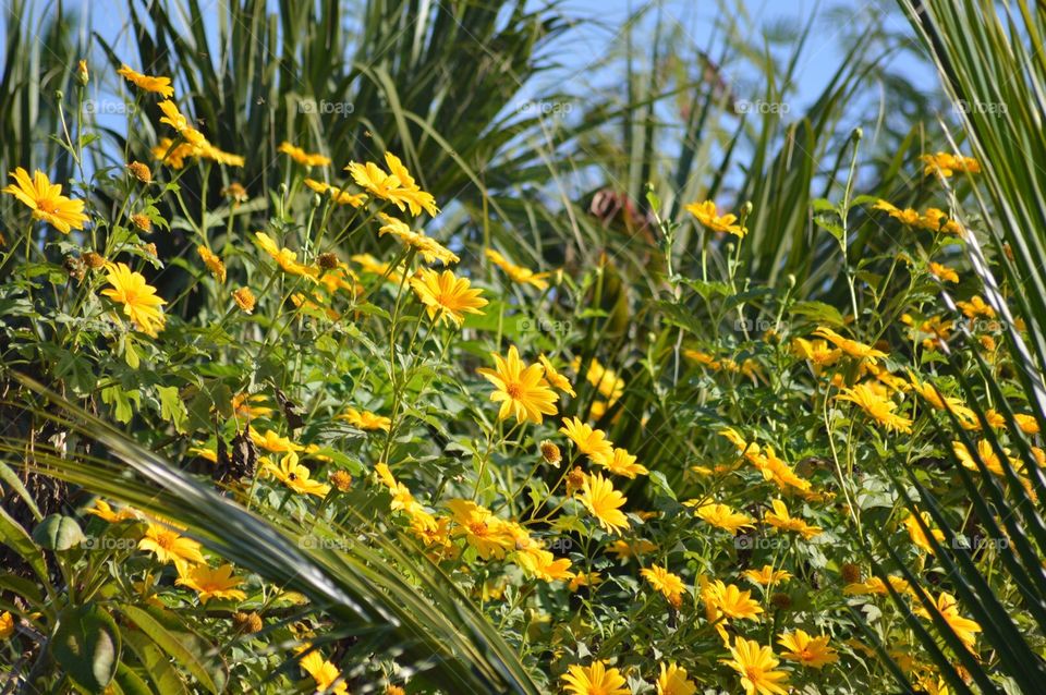 Yellow flowers facing the sun in Florida