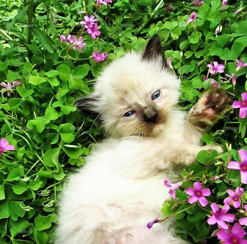 adorable siamese kitten laying in the flowers