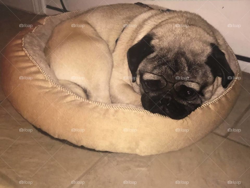 Photography started out as a hobby of mind and has grown into somewhat of a passion. I love sharing my work with others and I love that this platform allows photographers to receive praise and recognition for their work. I hope you enjoy my photos!