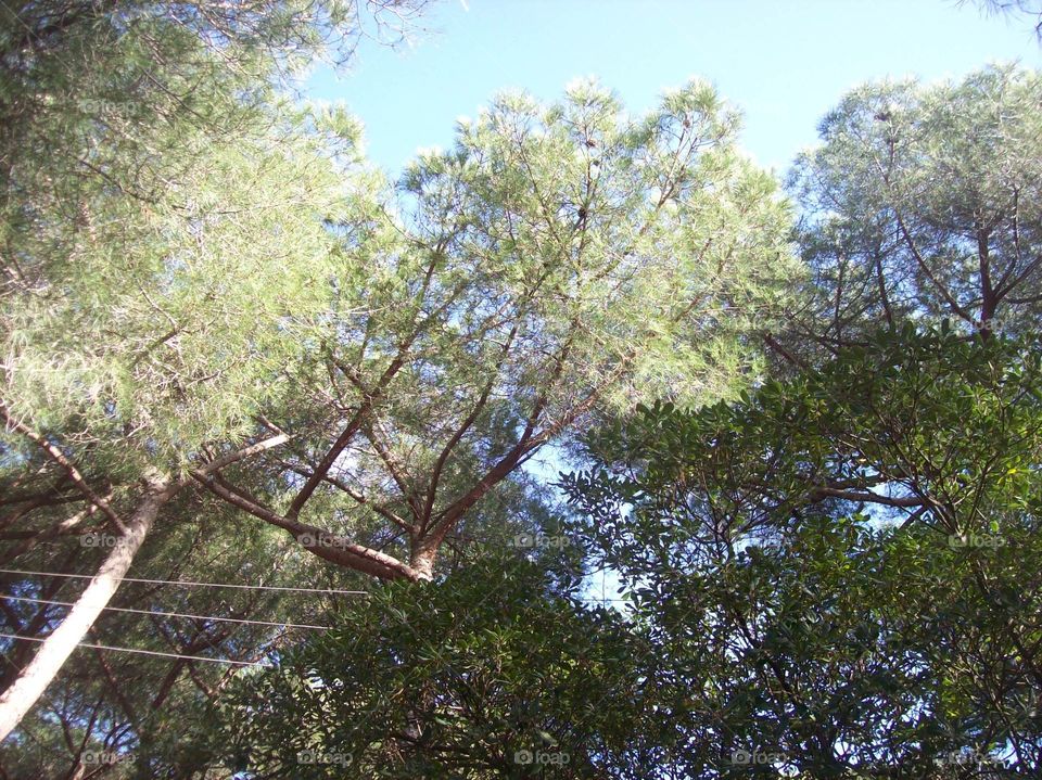 trees and sky
