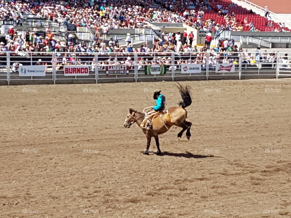 Saddle bronc rider Calgary stampede