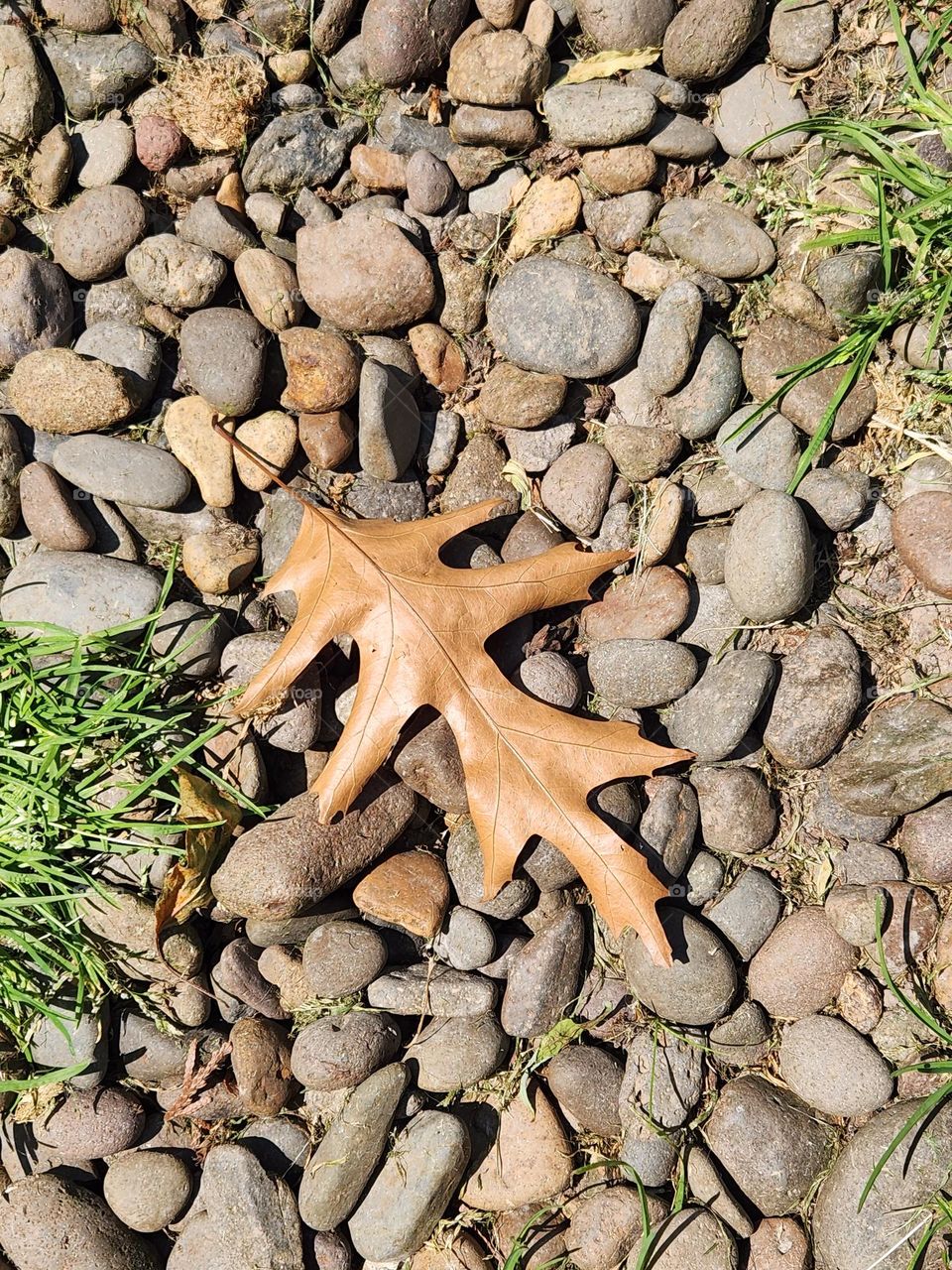 Fallen brown leaf close up on background of rocks