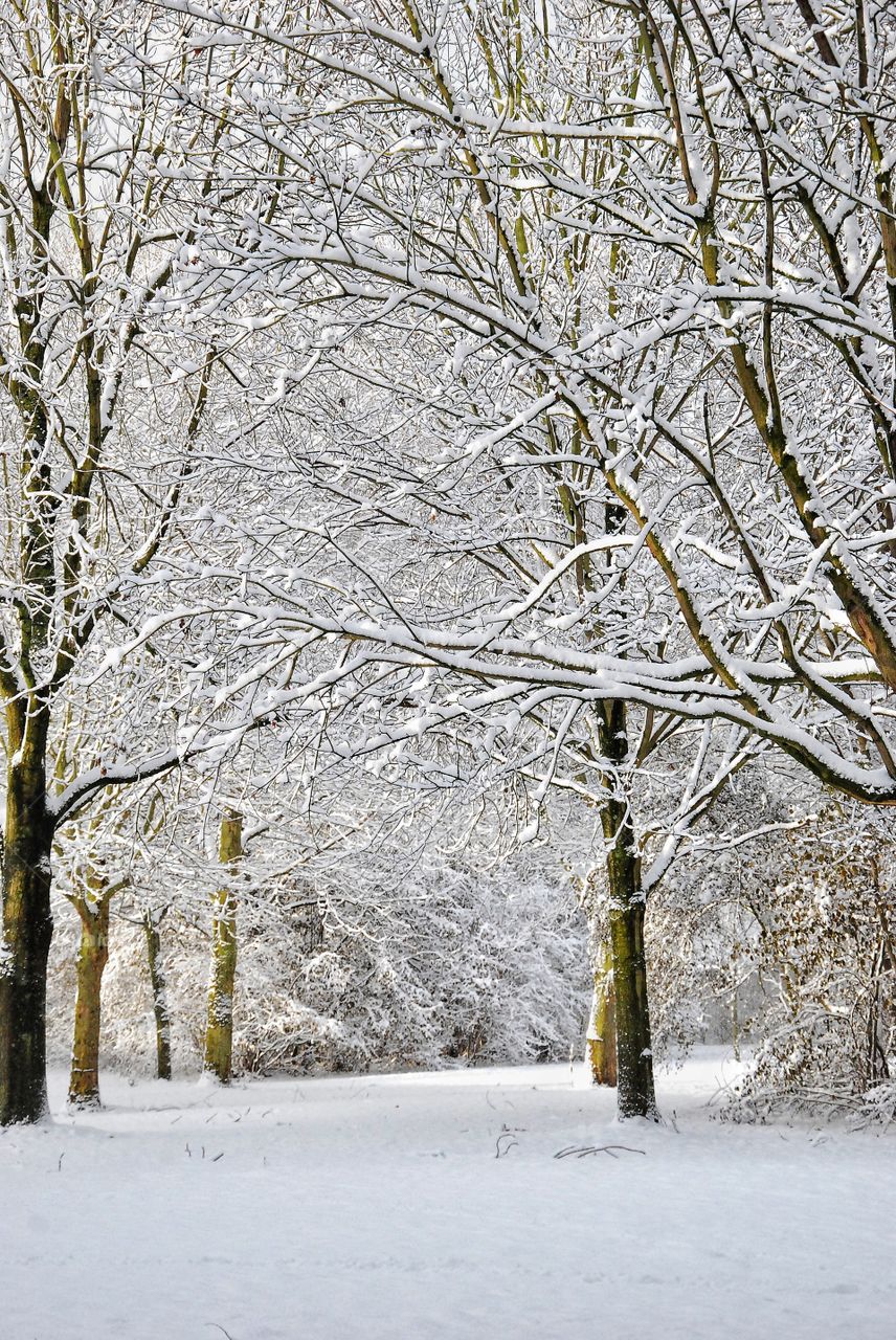 Winter Wonderland in the Netherlands