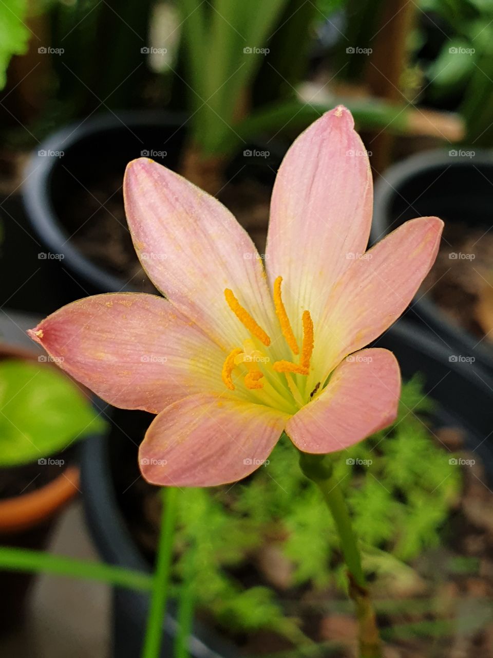 beautiful rain lilly