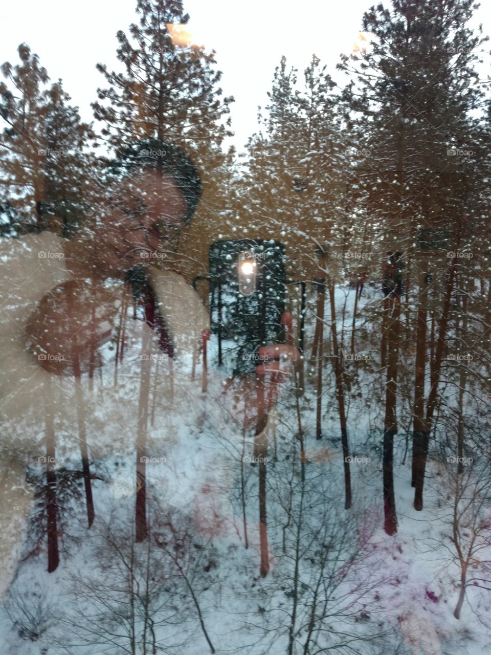 Trees reflected on glass