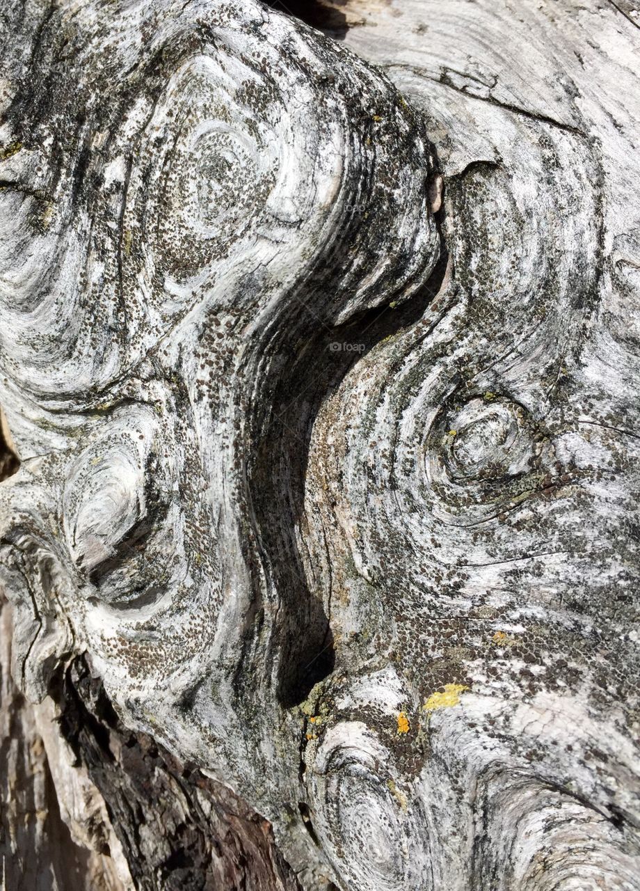 Driftwood grain; the swirls. Mukilteo Beach 