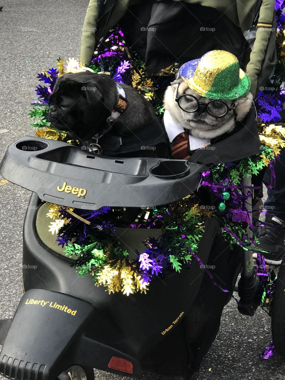 Two dog friends in stroller dressed up